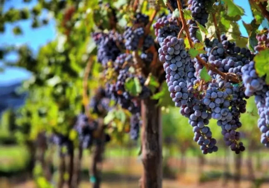 Harvest, drink, cook! Journey to the vineyards of France 🍇🍷